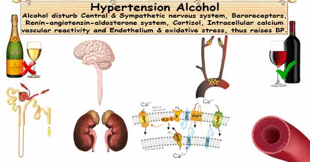 Alcohol Hypertension  Alcohol in Moderation Lower Your ...