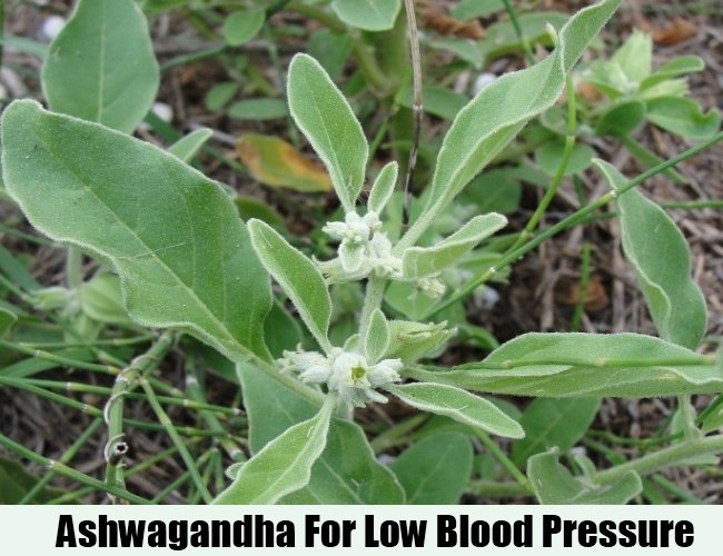 Ashwagandha For Low Blood Pressure