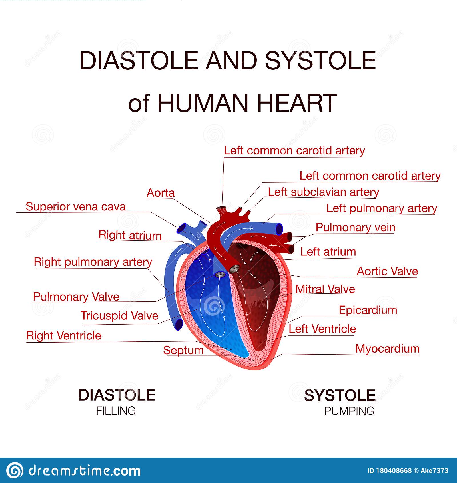 Diastolic And Systolic Blood Pressure. Vector Illustration Stock Vector ...
