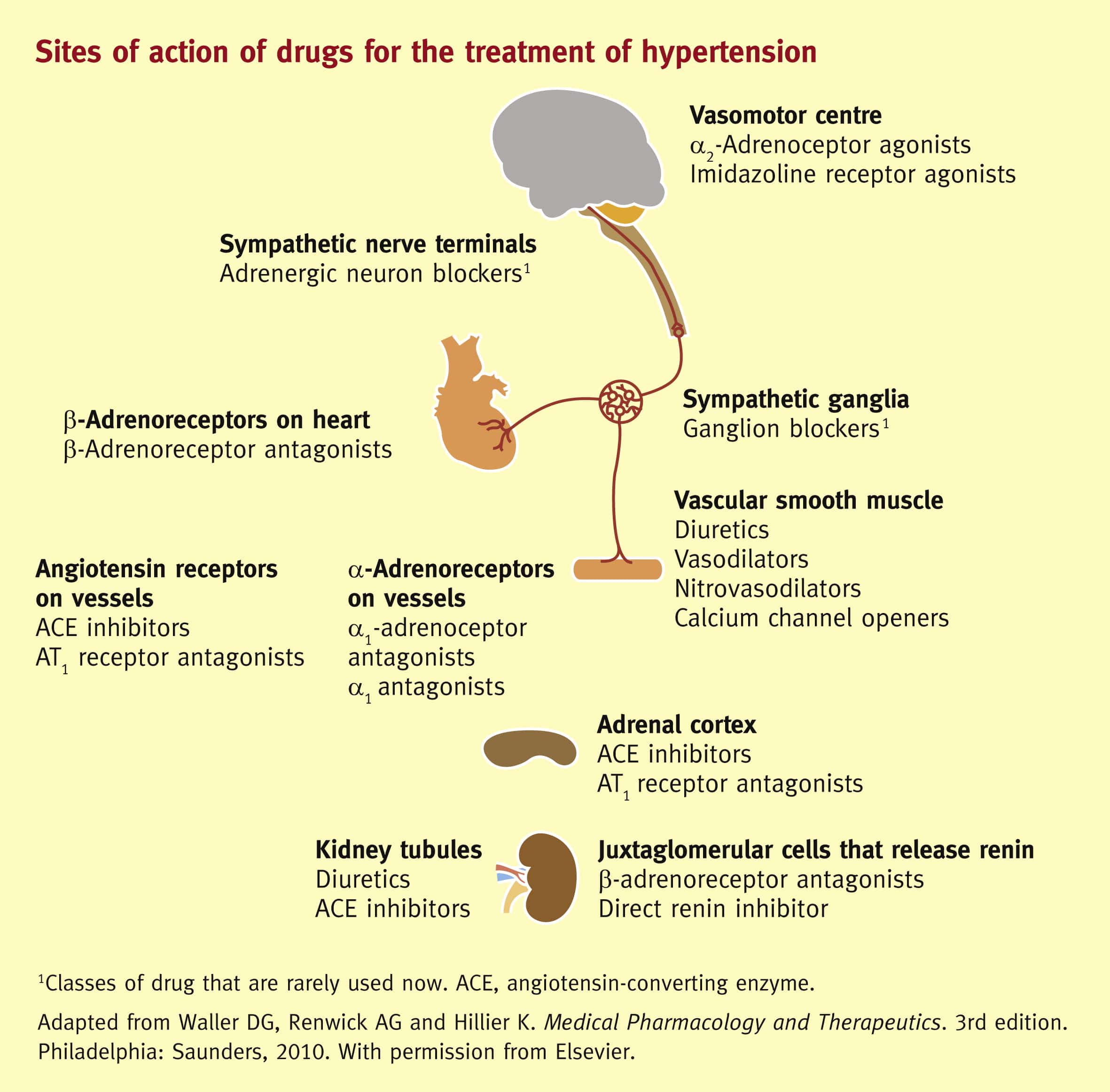 Drugs for systemic hypertension and angina