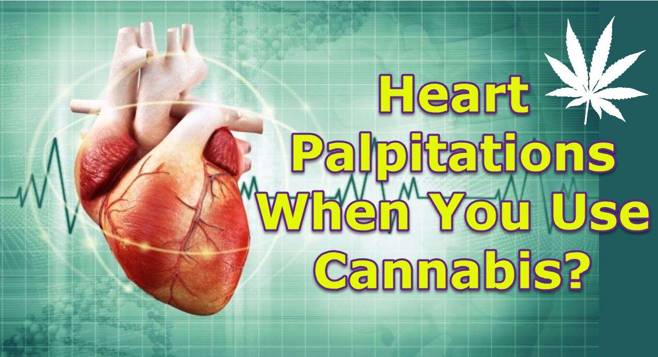 Heart Palpitations When You Use Cannabis? Hereâs Why