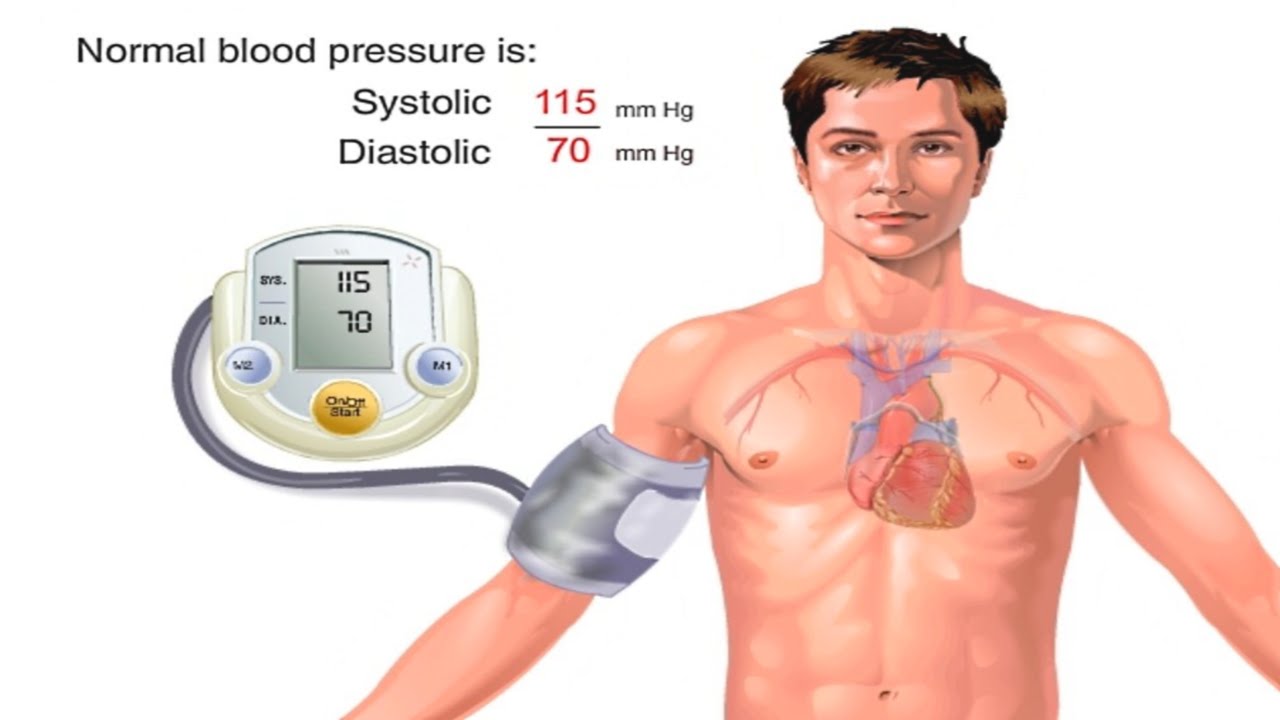 How Blood Pressure Works Animation