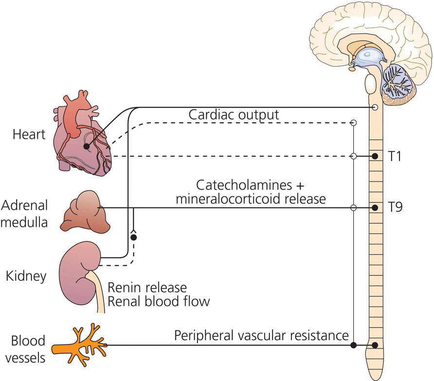 Pathophysiology of hypertension