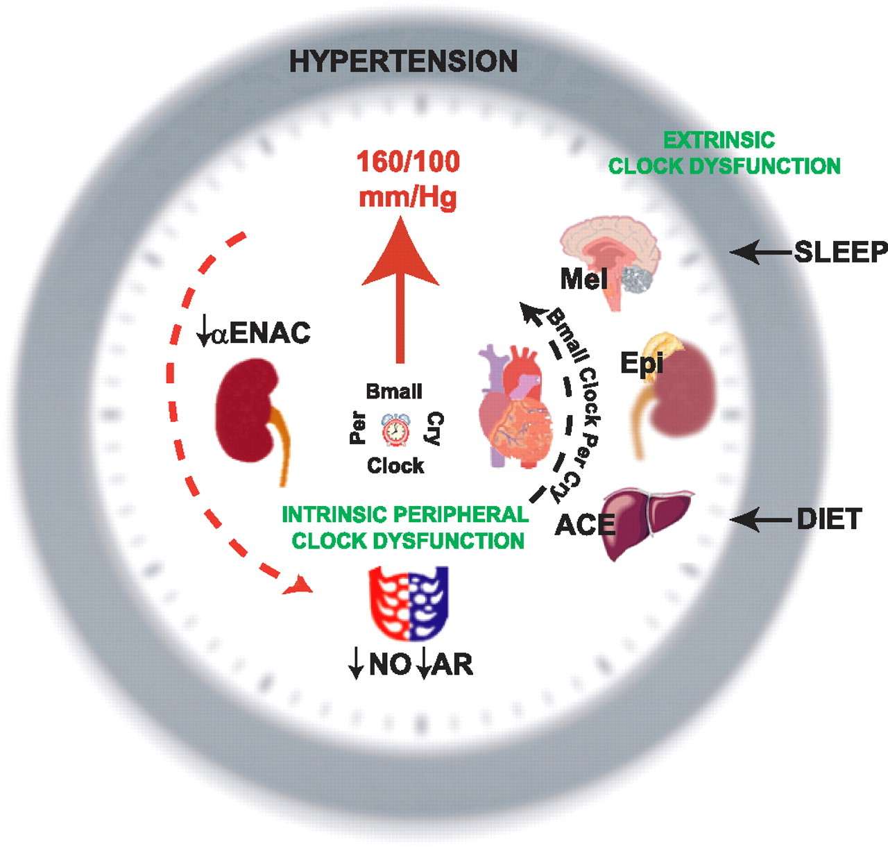 Pressed for time: the circadian clock and hypertension