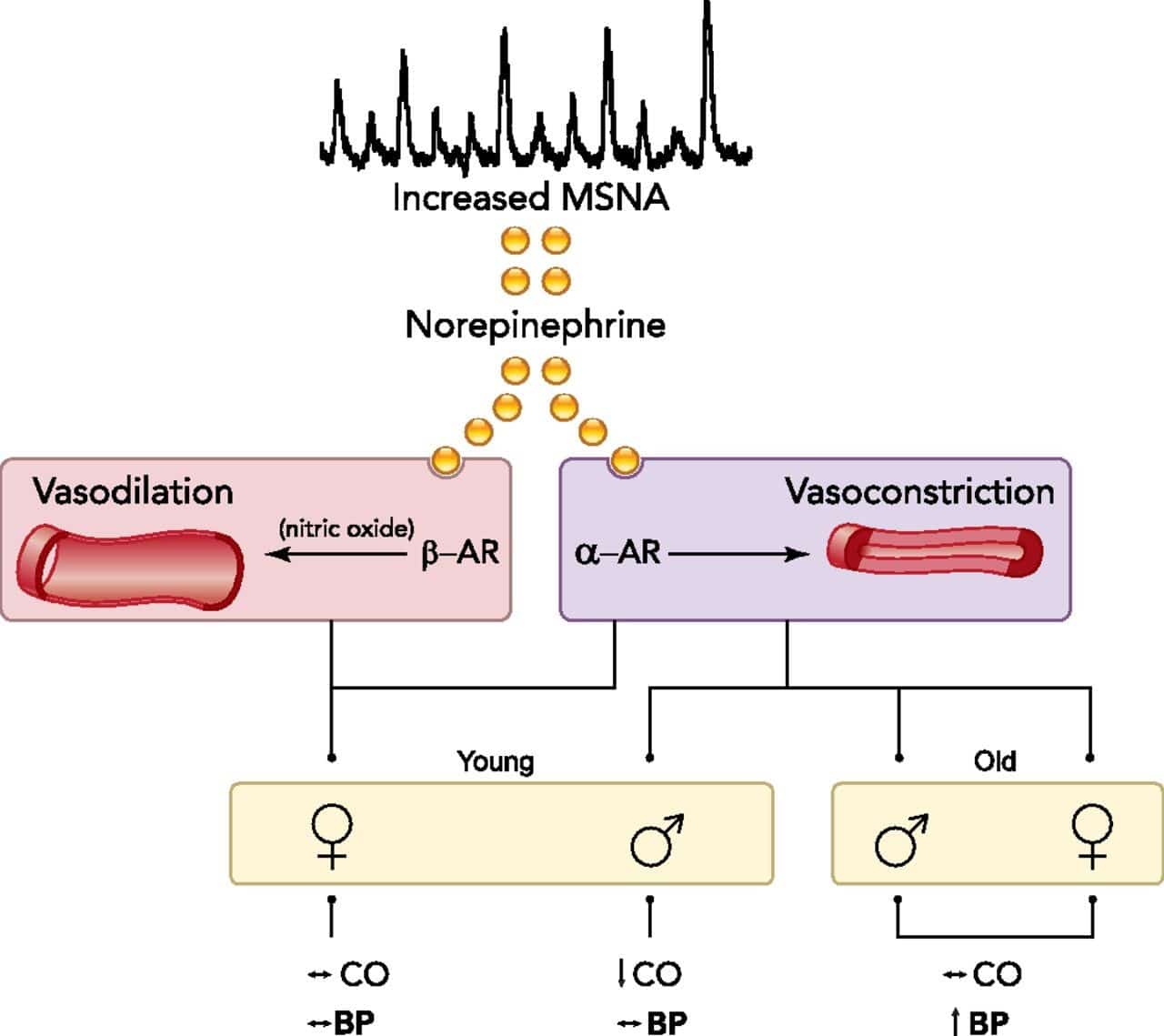 Sympathetic Neural Regulation of Blood Pressure: Influences of Sex and ...