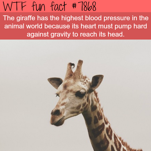 the animal with highest blood pressure wtf fun