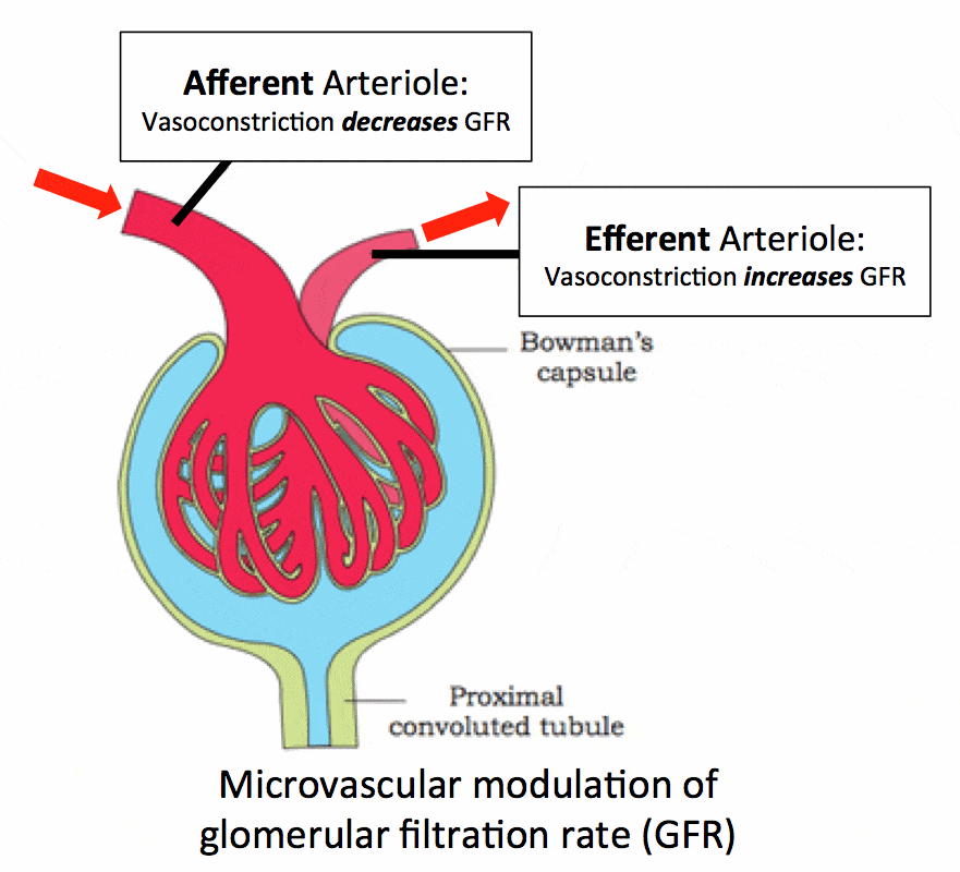 This image shows how vasoconstriction of the afferent and efferent ...