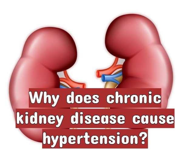 Why does chronic kidney disease cause hypertension?
